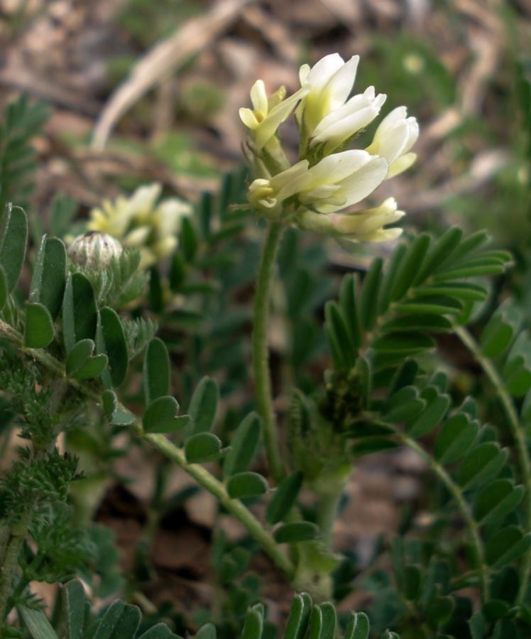 اکلیل الملک,یونجه زرد